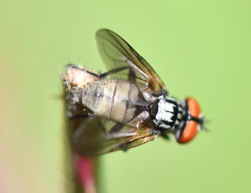 Phasia obesa